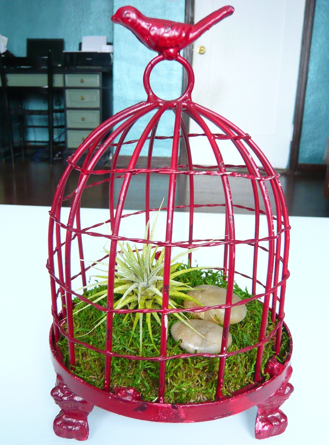 Tillandsia Bird Cage Terrarium