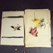 VIntage 60s Hungarian Pressed Flower Botanical Science School Journal