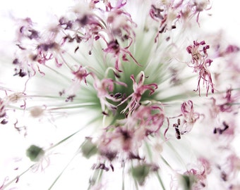 Flowers and Flesh by AscendingLights Flowers and Flesh by AscendingLights