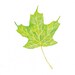 Sugar Maple Leaf - Original Watercolor Painting