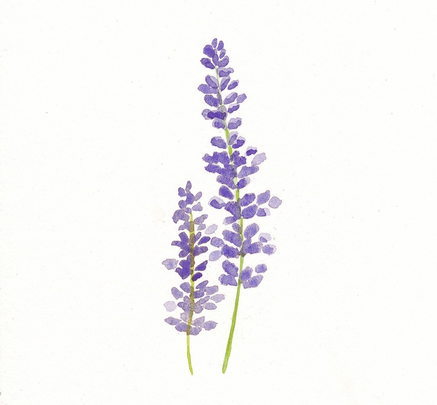 Lavender Original Watercolor Painting by TreeHollowDesigns