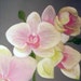 Orchid original painting in acrylic on 6" square wide edge canvas.
