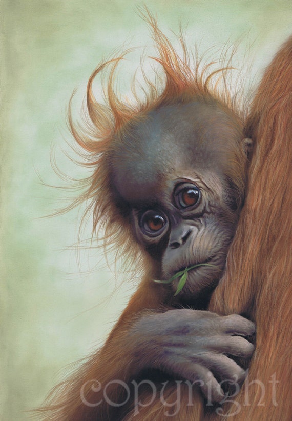 Items similar to Clinging On baby orangutan  wildlife art  
