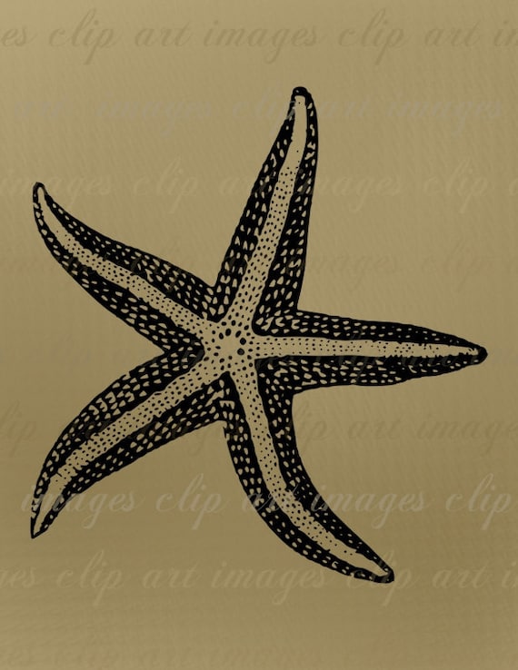 Starfish Clip Art Royalty Free beach clip art ocean clip
