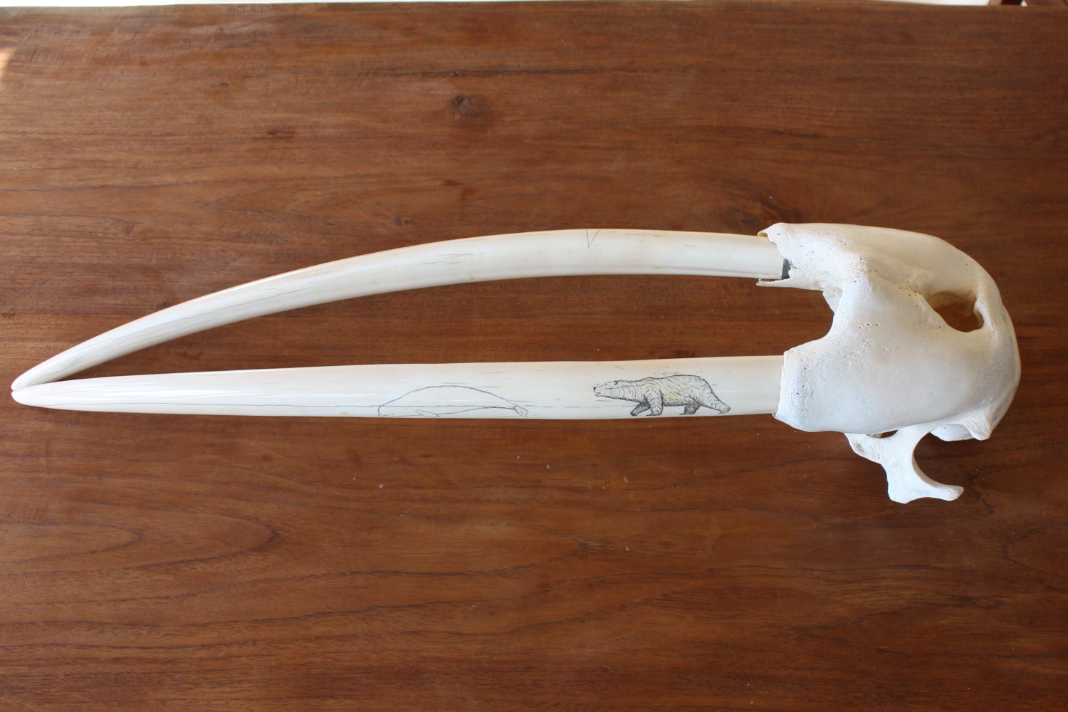 Scrimshaw Walrus Tusks and Skull // Alaskan Native Artifact