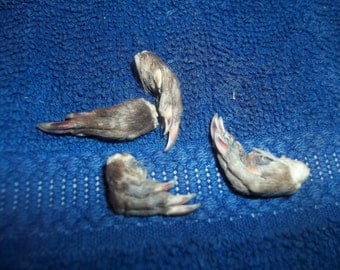 4 real animal paw fur bone muskrat feet taxidermy part