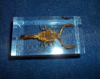Scorpion paper weight bug insect real weird part piece taxidermy