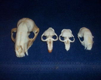 4 Real animal bone Skull parts