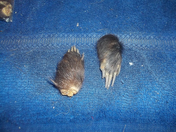 2 skunk feet real animal bone parts weird taxidermy foot craft