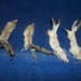 4 grouse feet real animal bird bone weird craft taxidermy leg parts