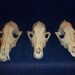 3 Real animal bone Coyote weird skeleton taxidermy Skull part