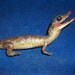 Real animal taxidermy Crocodile bone part