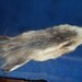 Real animal Tanned Opossum Fur Pelt part