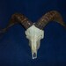 Real animal bone parts ram skull