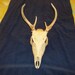 Real bone animal part deer skull with antlers