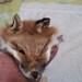 real animal fur Tanned red fox face head parts