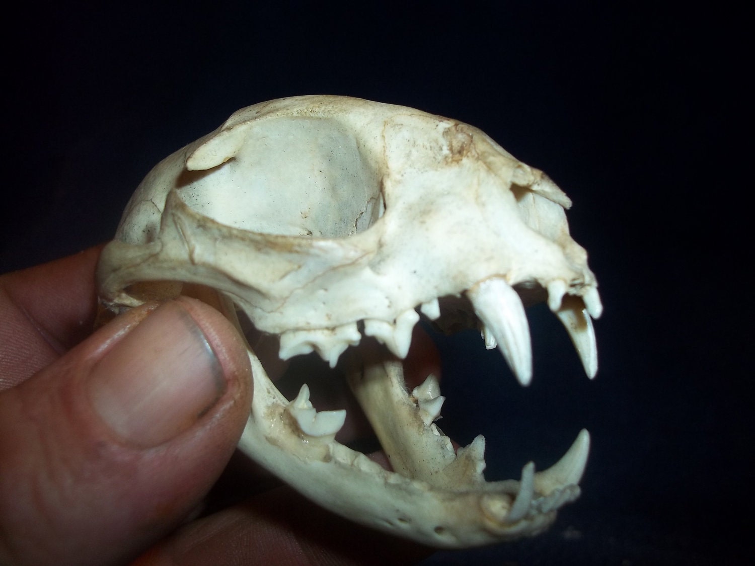 Кошачий череп