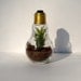 RESERVED - Neglecta Air Plant in Lightbulb Terrarium