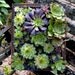 Framed Succulents Living Art Vertical Garden