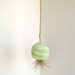 Air Plant in Hanging Pod Mint Green Swirl