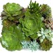 Framed Succulents Living Art Vertical Garden