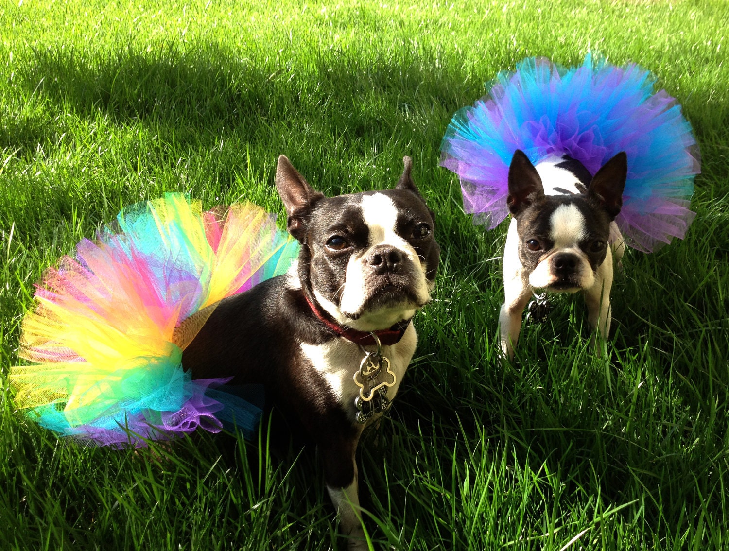 Doggie Tutu Rainbow Sorbet Medium / Large Dog Tutu