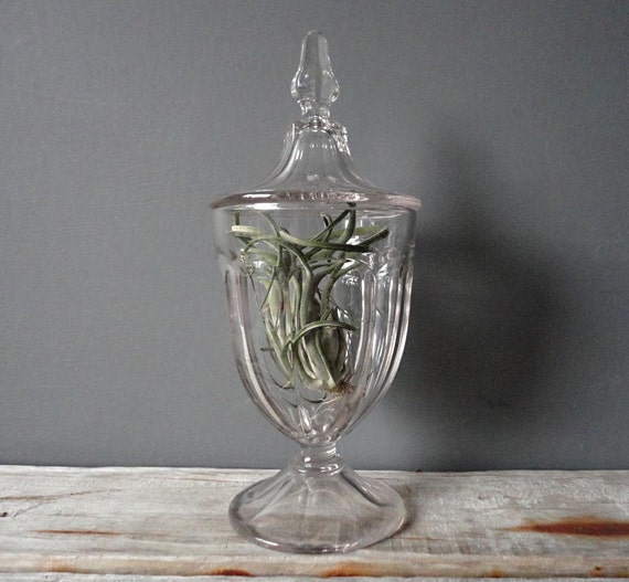 Extra Large Antique Apothecary Jar by OceanSwept on Etsy