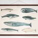 Whales - vintage educational chart illustration