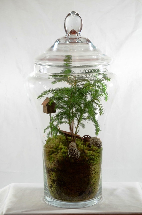 Terrarium with 'Norfolk Pine'