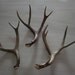 Three eye catching natural deer antlers design decor lamps crafts art centerpiece gift