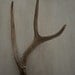 Unique eyecatching real deer antler-antlers-horns-crafts-decor-design-rustic-art