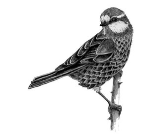 Bluetit Greeting Card - Blank