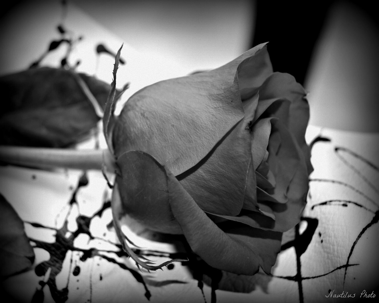 Items similar to Abstract Photo, Black and White Rose, 8x10 Fine Art ...