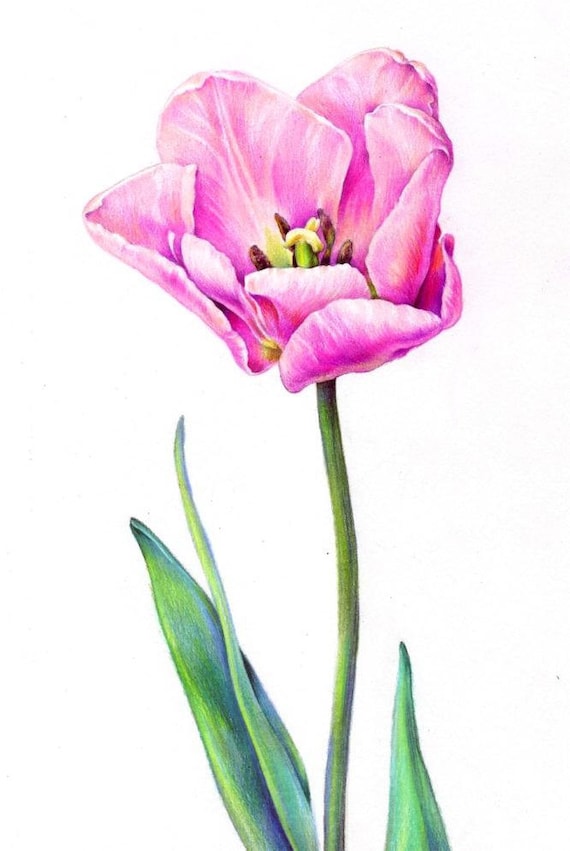Items similar to ORIGINAL Colored Pencil Drawing "Tulip", Illustration, Pink Tulip, 10"x8" on Etsy
