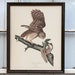 1950's Barred Owl Audubon Print by Northwestern Mutual Life Insurance Company