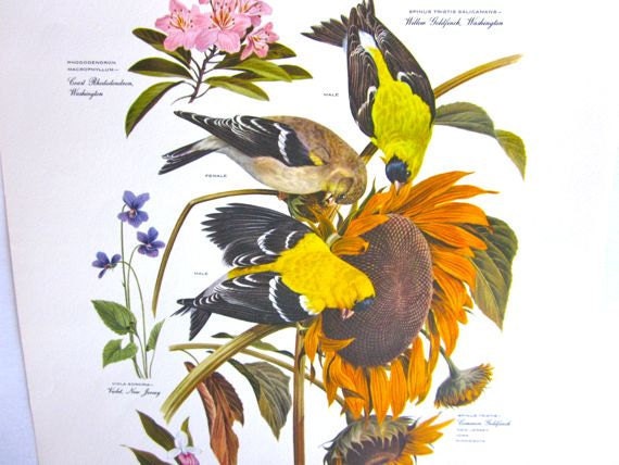 Botanical Bird Print Arthur Singer American Home Magazine 1957