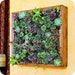 SECRET GARDEN frame - feng shui decor, living wall, living art, zen garden, cool home decor, wedding gifts, succulents