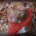 Crochet Dog Scarf Orange for Large Breeds
