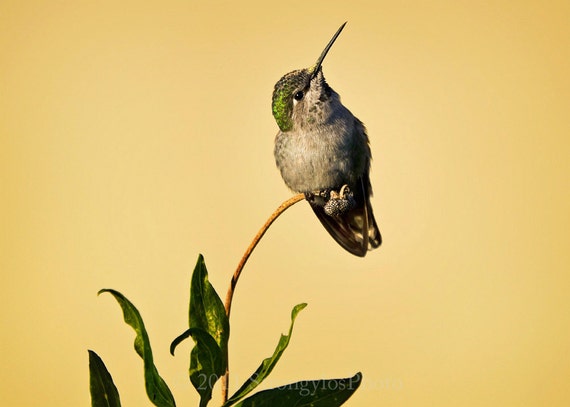 handmade card photo of a hummingbird eco friendly female handmade card photo of a hummingbird eco friendly female