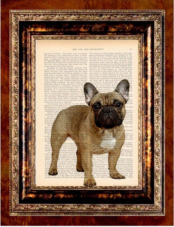 Items similar to FRENCH BULLDOG Vintage Color Art Print Antique 1800's ...