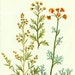 Vintage Botanical print Antique Flower print yellow red Wormwood bookplate, vintage botanical flowers, yellow red flowers print wall art