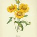 Vintage Botanical Print Antique Gailliarda Flower print botanical print, bookplate art print, flowers flower wall print wall art