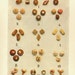 1908 Types of FANCY DESSERT BISCUITS Original Antique Color Print