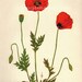 Vintage Botanical Print Antique CORN POPPY Flower print botanical print, bookplate art print, flowers flower wall print wall art