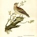 Antique art print, Grebe and Woodlark, Bird print, 1795, vintage, art print Illustration, birds, paper, decor, wall, bird art