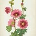 1960 Botany Print Althaea flowers vintage antique art illustration book plate natural science for framing 52 years old