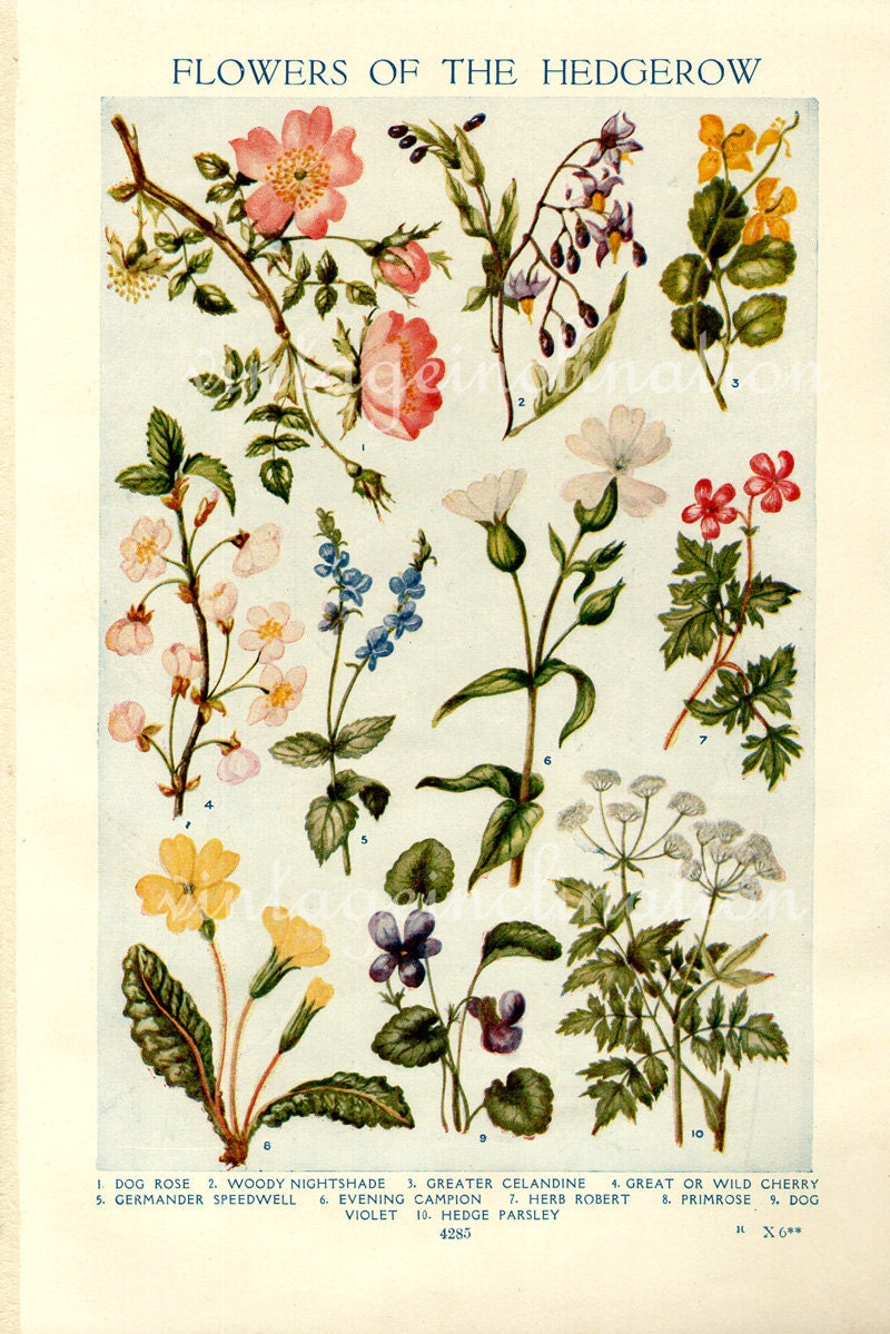 Vintage Botanical Prints Flowers of the by VintageInclination