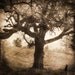 The Forgotten Tree, 5x5 photograph