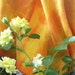 Silk Pocket Handkerchief Tie Dyed in Gold and Orange