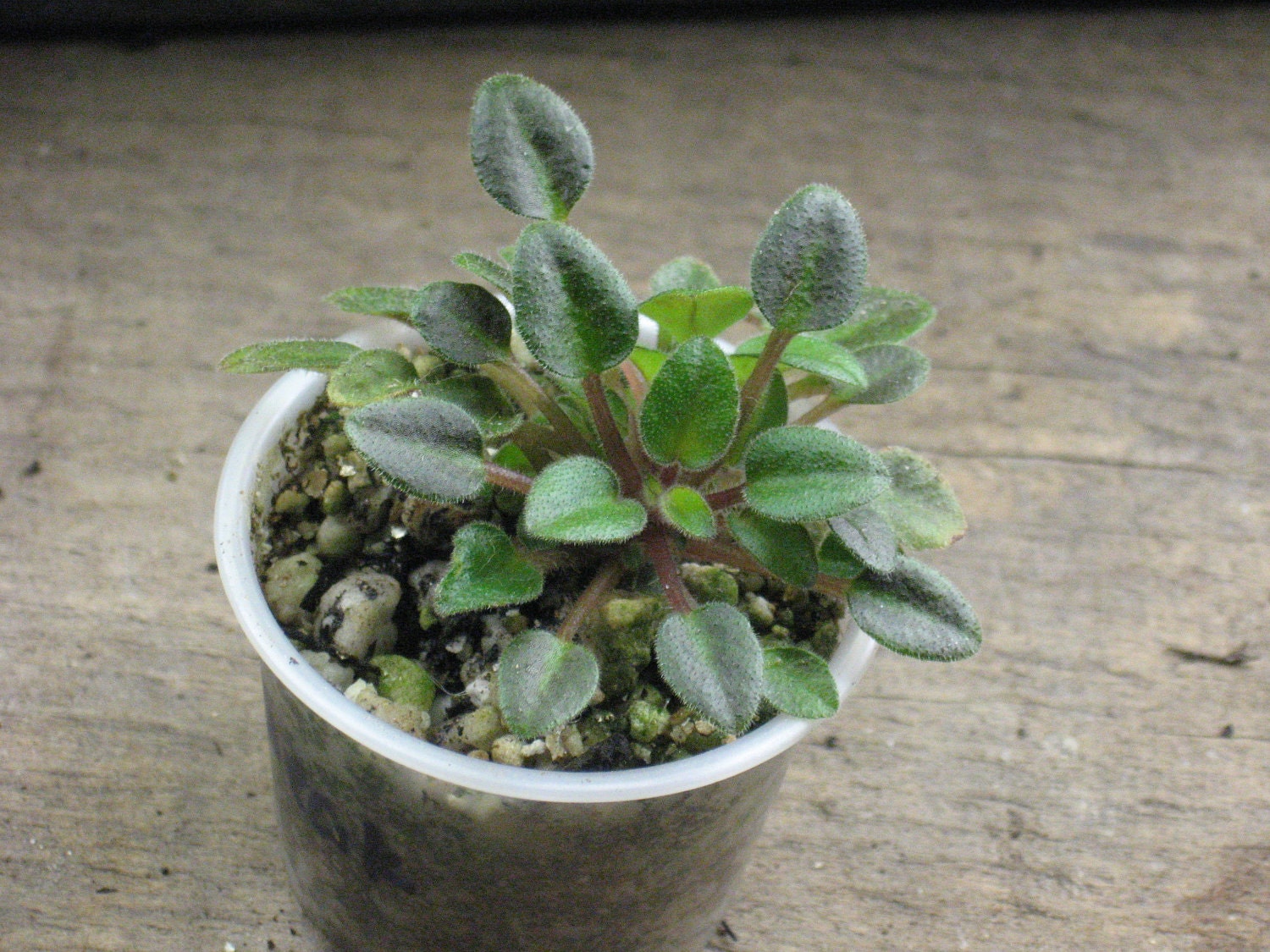 African Violet live plant PIP SQUEEK micro miniature